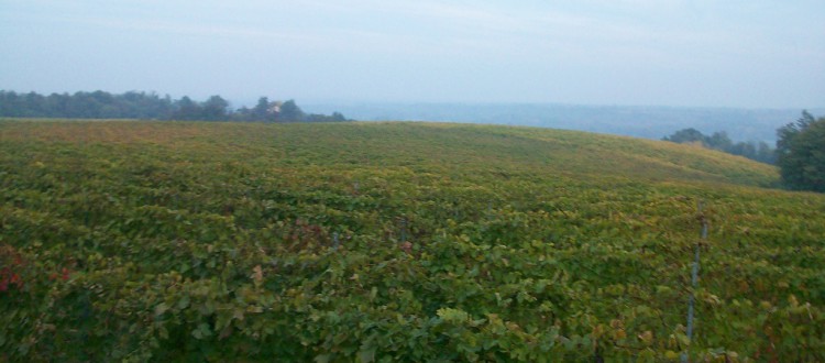 Vigneti alla Tenuta Pernice 