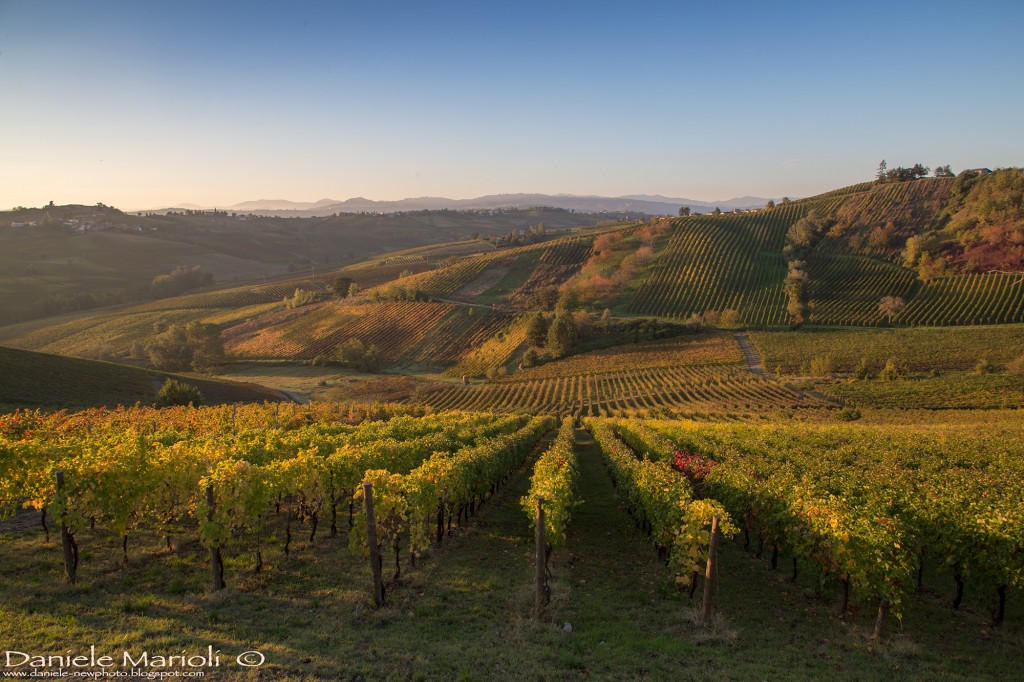 Vigneti nel Piacentino