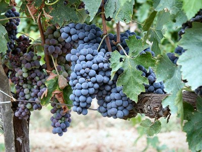 Montalcino uve sangiovese